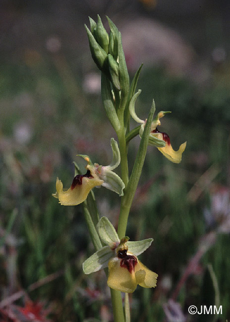 Ophrys lacaitae