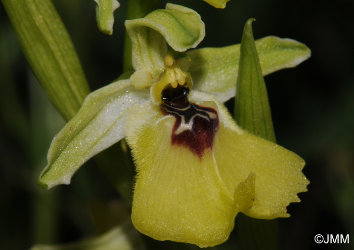 Ophrys lacaitae