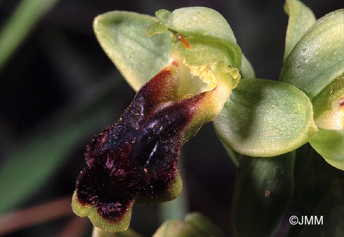 Ophrys laurensis