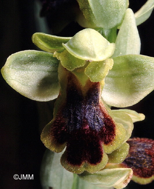 Ophrys laurensis