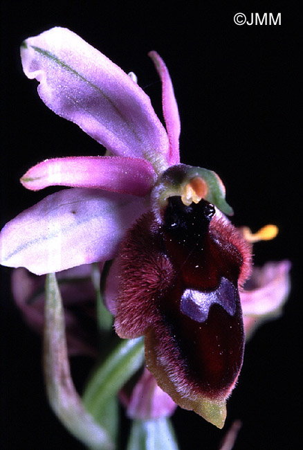 Ophrys lunulata