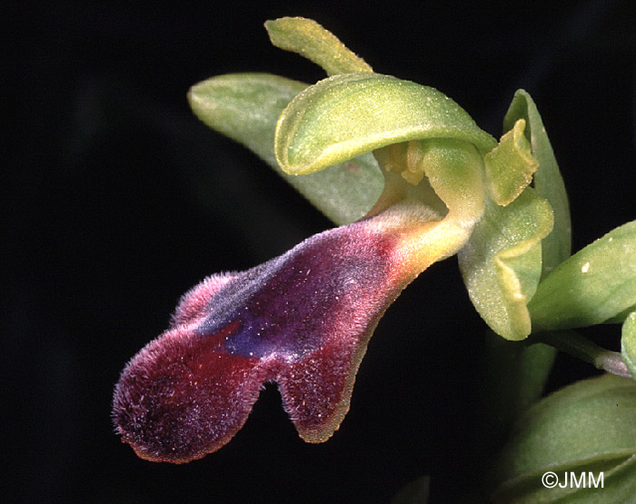 Ophrys mirabilis