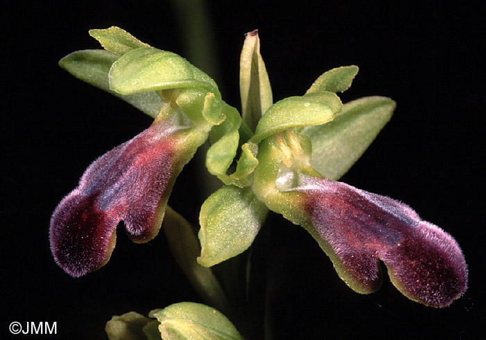 Ophrys mirabilis