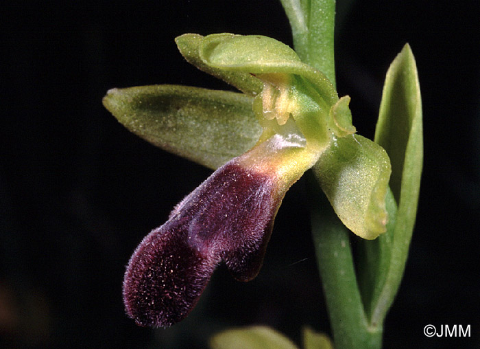 Ophrys mirabilis