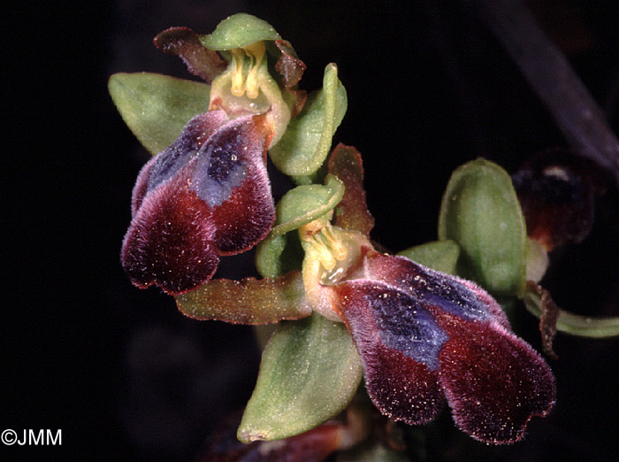 Ophrys obaesa