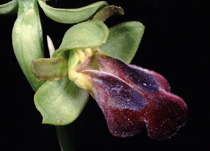 Ophrys obaesa