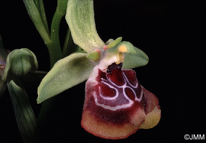 Ophrys oxyrrhynchos