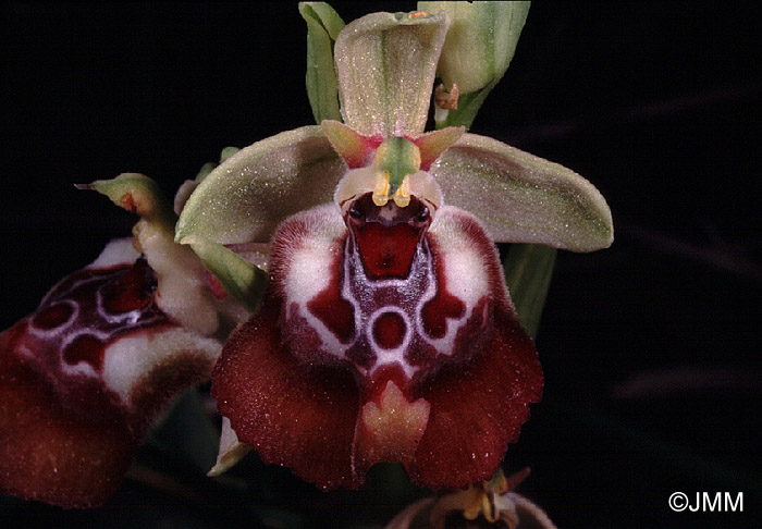 Ophrys oxyrrhynchos