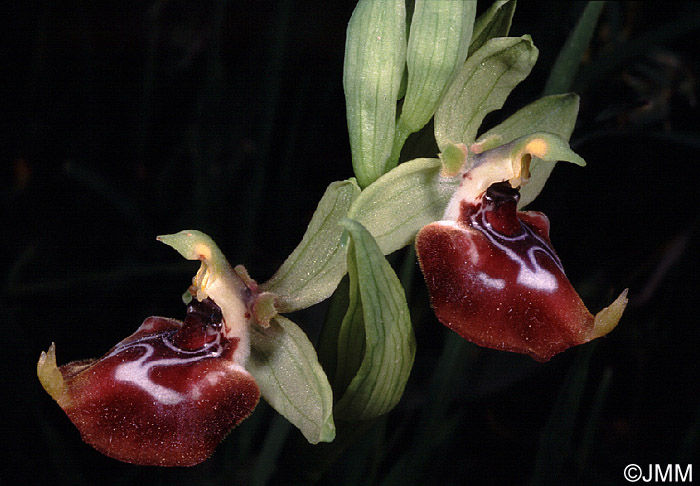 Ophrys oxyrrhynchos