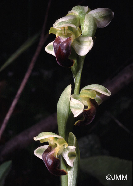 Ophrys pallida