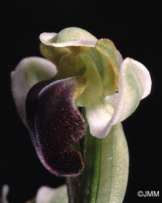 Ophrys pallida