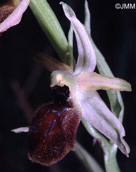 Ophrys exaltata