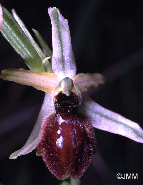 Ophrys exaltata