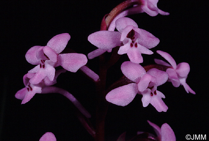 Orchis brancifortii