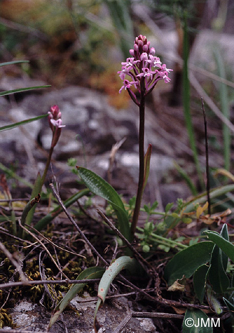 Orchis brancifortii