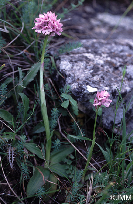 Orchis commutata