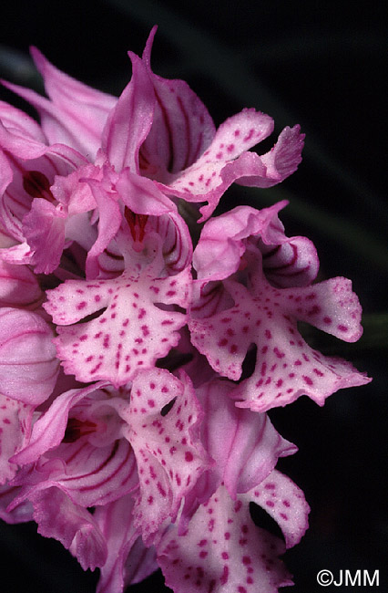 Orchis commutata