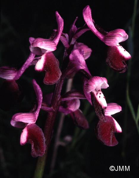 Orchis longicornu