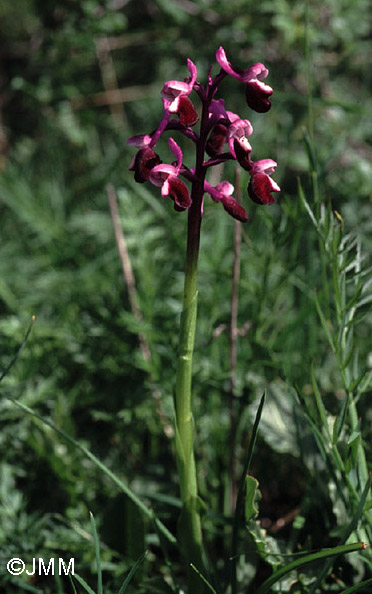 Orchis longicornu