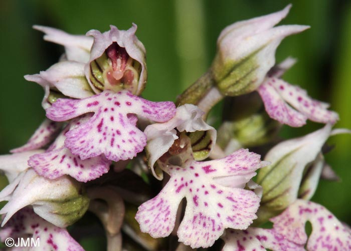 Orchis lactea = Neotinea lactea = Odontorchis lactea