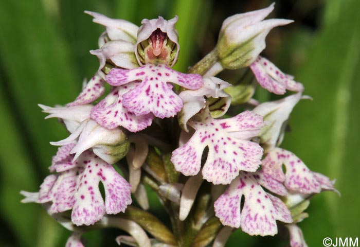 Orchis lactea = Neotinea lactea = Odontorchis lactea