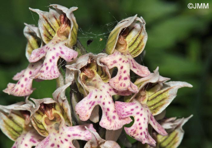 Orchis lactea = Neotinea lactea = Odontorchis lactea