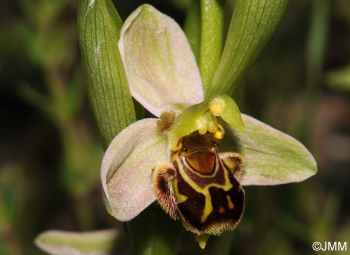 Ophrys apifera