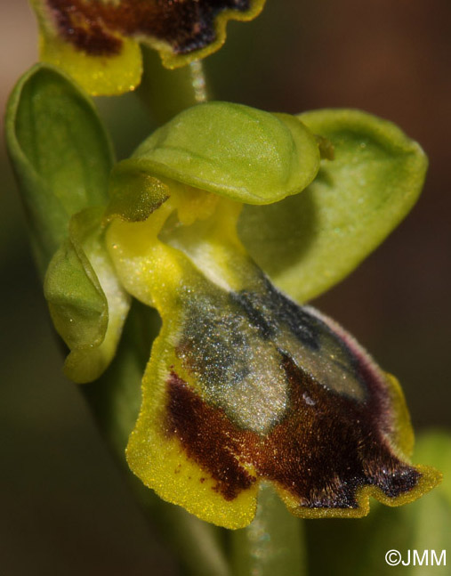 Ophrys archimedea