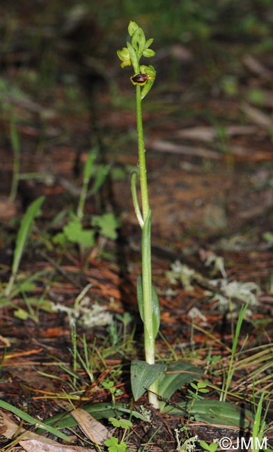 Ophrys archimedea