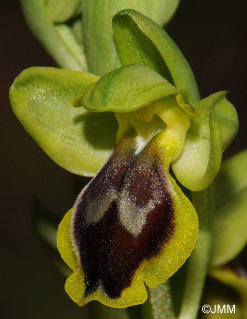 Ophrys archimedea