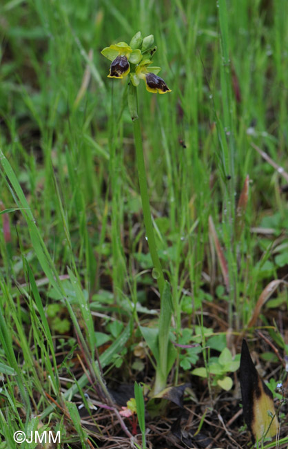 Ophrys archimedea