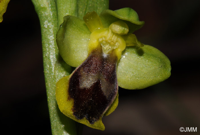 Ophrys archimedea