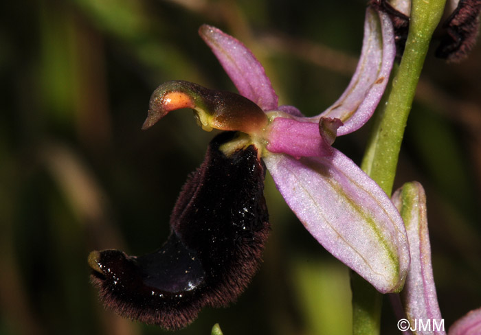 Ophrys bertolonii