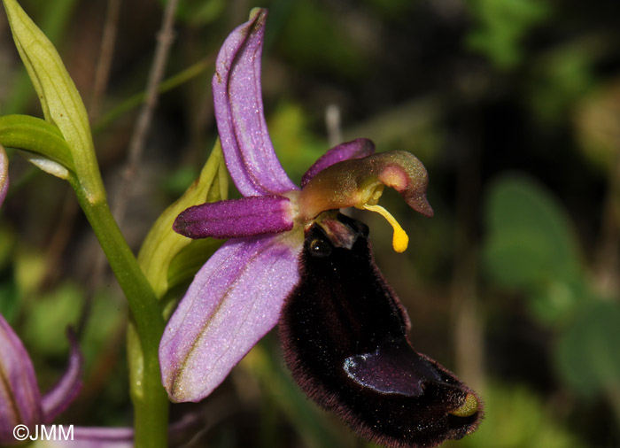 Ophrys bertolonii