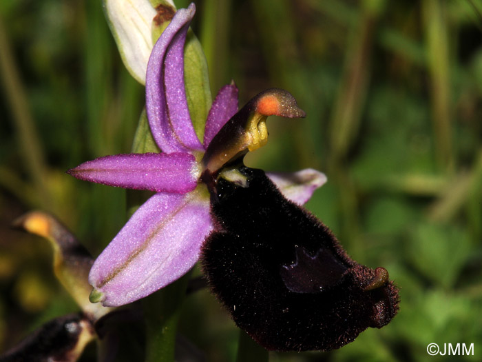 Ophrys bertolonii