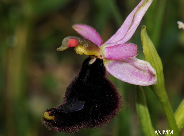 Ophrys bertolonii