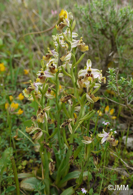 Ophrys biancae