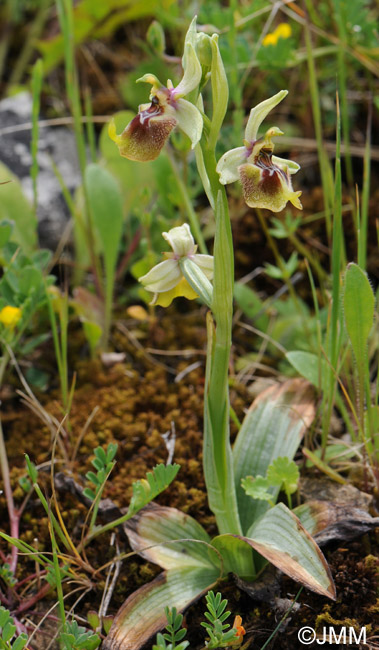 Ophrys biancae