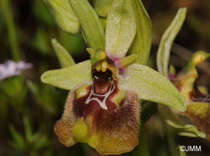 Ophrys biancae