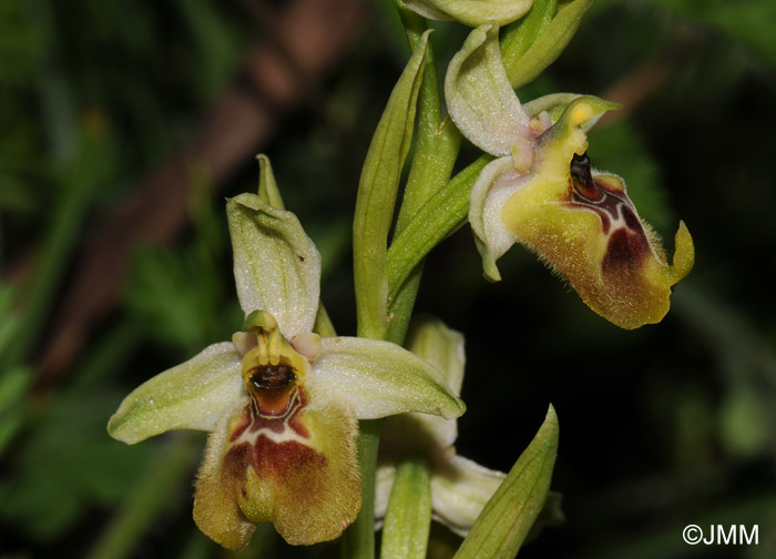 Ophrys biancae