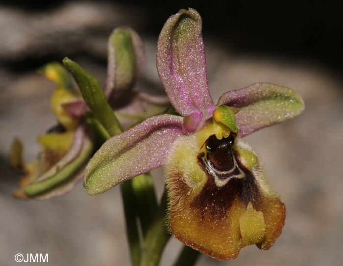 Ophrys biancae