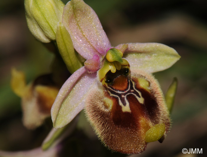 Ophrys biancae