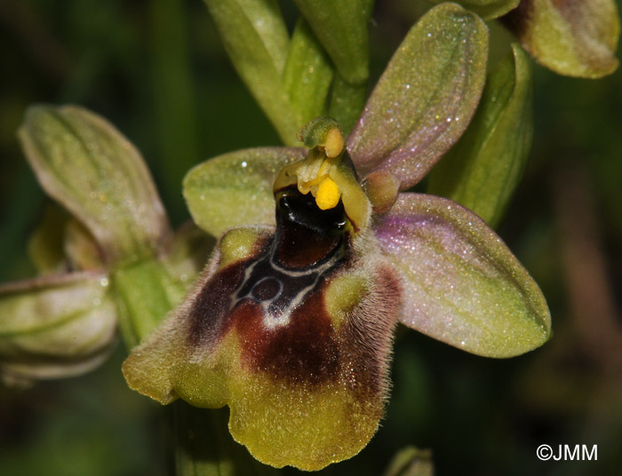 Ophrys biancae