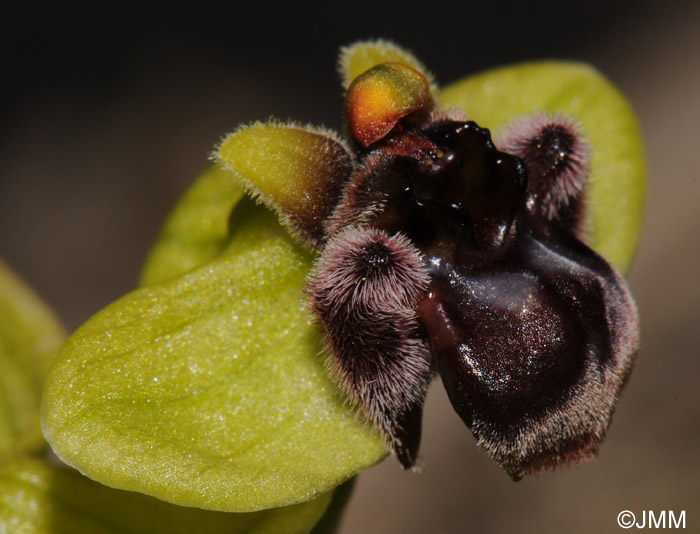 Ophrys bombyliflora