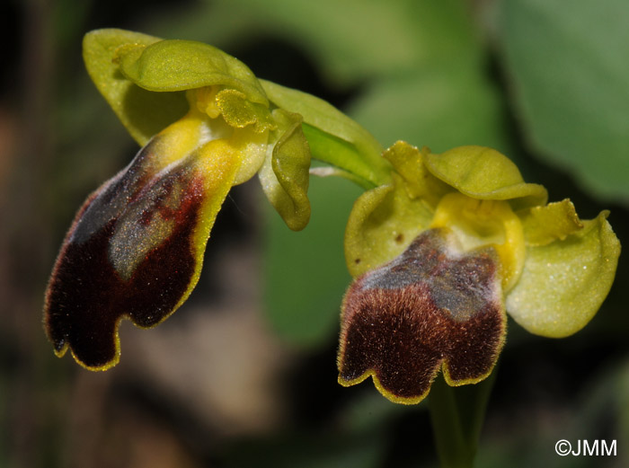 Ophrys caesiella