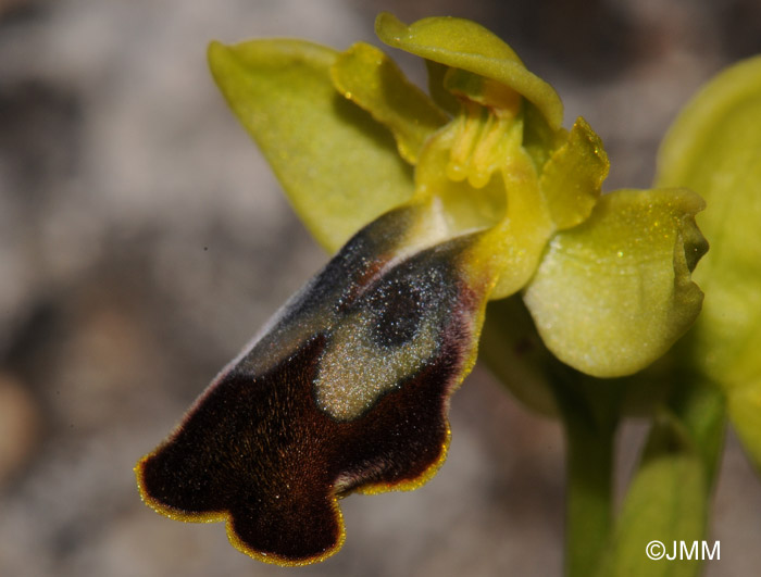 Ophrys caesiella