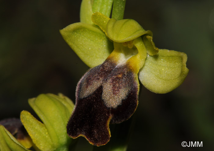 Ophrys caesiella