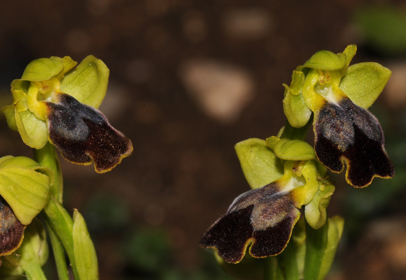 Ophrys caesiella