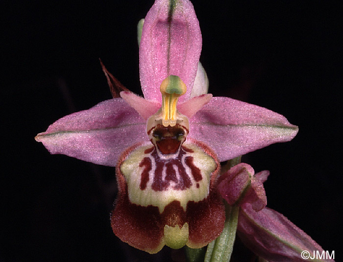 Ophrys calliantha