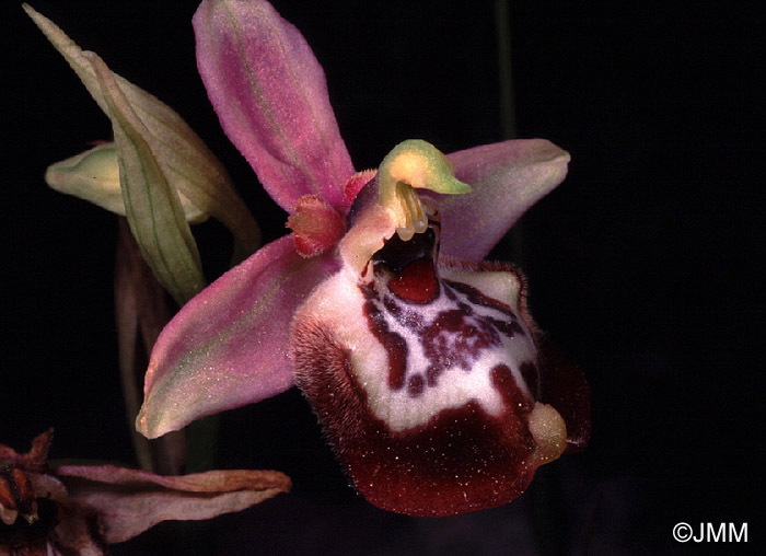 Ophrys calliantha